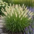 Tollborzfű 'Hameln' (Pennisetum alopecuroides)