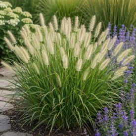 Tollborzfű 'Hameln' (Pennisetum alopecuroides)