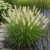 Tollborzfű 'Hameln' (Pennisetum alopecuroides)