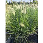 Tollborzfű 'Hameln' (Pennisetum alopecuroides)