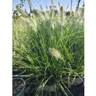 Tollborzfű 'Hameln' (Pennisetum alopecuroides)