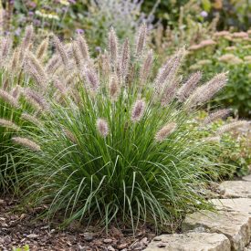   Tollborzfű 'Compressum' (Pennisetum alopecuroides)