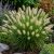 Kínai tollborzfű 'Little Bunny' (Pennisetum alopecuroides)