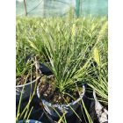 Kínai tollborzfű 'Little Bunny' (Pennisetum alopecuroides)