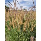 Keleti tollborzfű 'Flamingo' (Pennisetum orientale)
