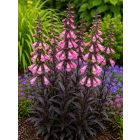 Szakállas bugatölcsér 'Dark Towers' (Penstemon)
