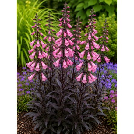 Szakállas bugatölcsér 'Dark Towers' (Penstemon)