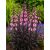 Szakállas bugatölcsér 'Dark Towers' (Penstemon)