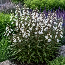   Bíborlevelű bugatölcsér ‘Husker Red’ (Penstemon digitalis)