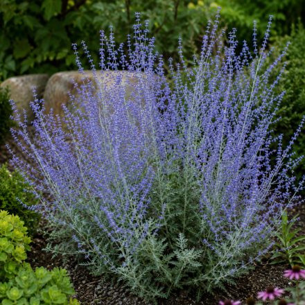 Sudárzsálya 'Blue Spire' (Perovskia atriplicifolia)