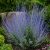 Sudárzsálya 'Blue Spire' (Perovskia atriplicifolia)