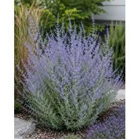   Sudárzsálya 'Blue Steel' (Perovskia atriplicifolia)