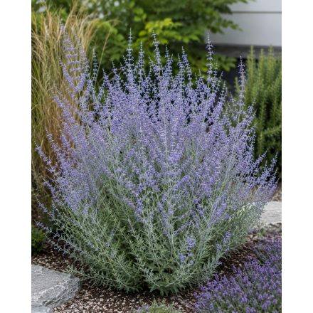 Sudárzsálya 'Blue Steel' (Perovskia atriplicifolia)