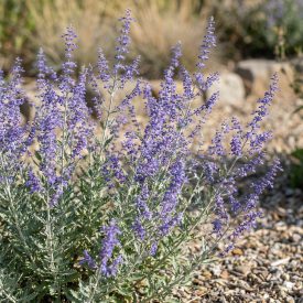   Sudárzsálya 'Little Spire' (Perovskia atriplicifolia)