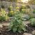 Kis-ázsiai macskahere  (Phlomis russeliana)