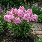 Bugás lángvirág 'Flame Light Pink' (Phlox paniculata)