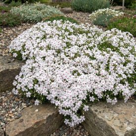   Árlevelű lángvirág 'Amazing Grace' (Phlox subulata)
