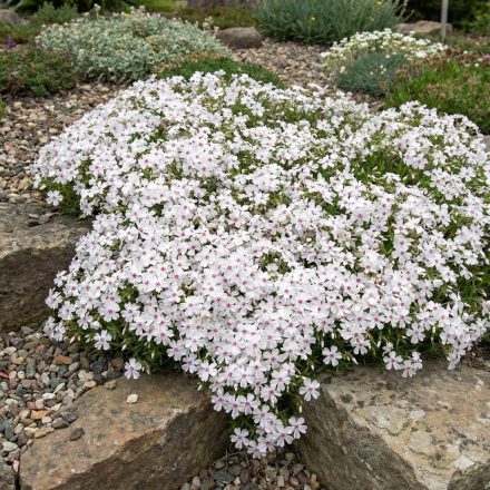 Árlevelű lángvirág 'Amazing Grace' (Phlox subulata)
