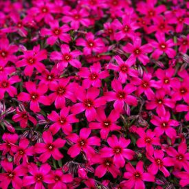   Árlevelű lángvirág 'Atropurpurea' (Phlox subulata)