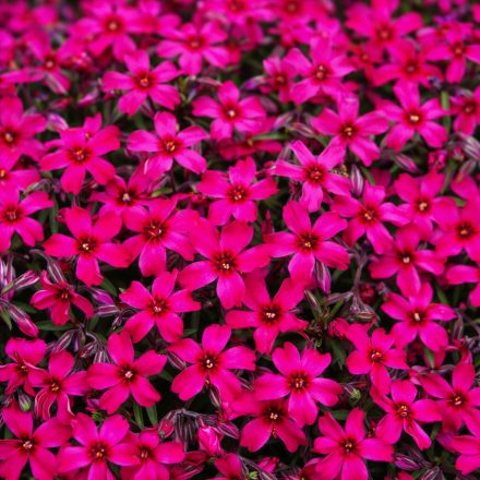 Árlevelű lángvirág 'Atropurpurea' (Phlox subulata)