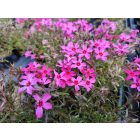 Árlevelű lángvirág 'Atropurpurea' (Phlox subulata)