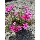 Árlevelű lángvirág 'Atropurpurea' (Phlox subulata)