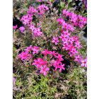 Árlevelű lángvirág 'Atropurpurea' (Phlox subulata)