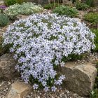 Árlevelű lángvirág 'Bavaria' (Phlox subulata)