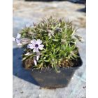 Árlevelű lángvirág 'Bavaria' (Phlox subulata)