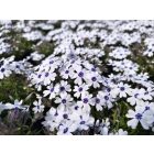 Árlevelű lángvirág 'Bavaria' (Phlox subulata)