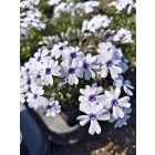 Árlevelű lángvirág 'Bavaria' (Phlox subulata)