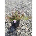 Árlevelű lángvirág 'Candy Stripes' (Phlox subulata)