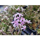 Árlevelű lángvirág 'Candy Stripes' (Phlox subulata)