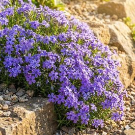   Árlevelű lángvirág 'Fabulous Blue Violet' (Phlox subulata)