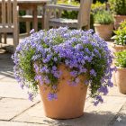 Árlevelű lángvirág 'Fabulous Blue Violet' (Phlox subulata)