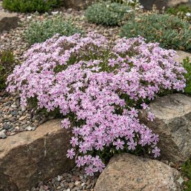   Árlevelű lángvirág 'Kimono Pink&White' (Phlox subulata)