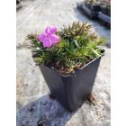Árlevelű lángvirág 'McDaniel's Cushion' (Phlox subulata)