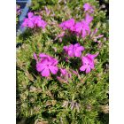 Árlevelű lángvirág 'McDaniel's Cushion' (Phlox subulata)