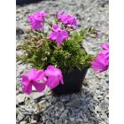 Árlevelű lángvirág 'McDaniel's Cushion' (Phlox subulata)