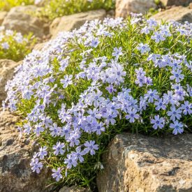   Árlevelű lángvirág 'Pharao Blue Eye' (Phlox subulata)