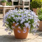 Árlevelű lángvirág 'Pharao Blue Eye' (Phlox subulata)