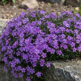  Árlevelű lángvirág 'Purple Beauty' (Phlox subulata)