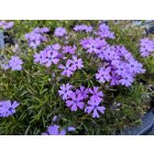 Árlevelű lángvirág 'Purple Beauty' (Phlox subulata)