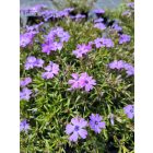 Árlevelű lángvirág 'Purple Beauty' (Phlox subulata)