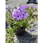 Árlevelű lángvirág 'Purple Beauty' (Phlox subulata)