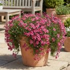 Árlevelű lángvirág 'Samson' (Phlox subulata)