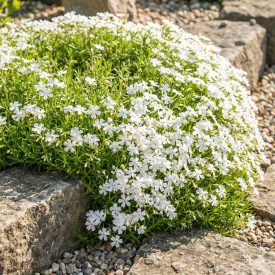   Árlevelű lángvirág 'White Delight' (Phlox subulata)