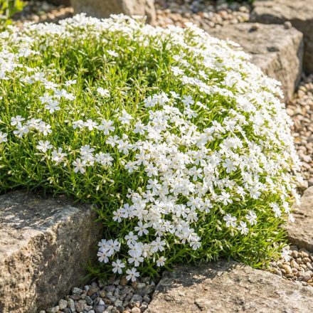 Árlevelű lángvirág 'White Delight' (Phlox subulata)