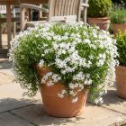 Árlevelű lángvirág 'White Delight' (Phlox subulata)