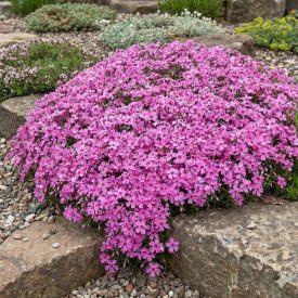   Árlevelű lángvirág 'Zwergenteppich' (Phlox subulata)